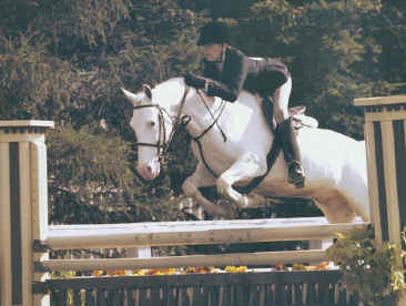 horse for sale