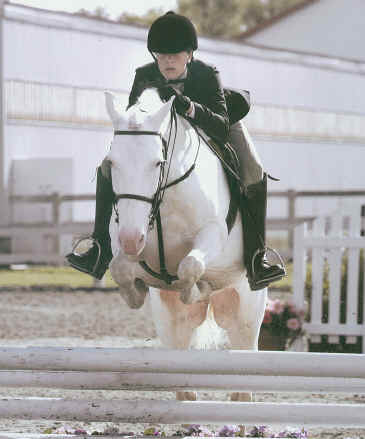 horse for sale