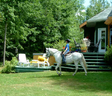 cheval a vendre