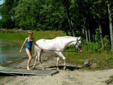 cheval a vendre