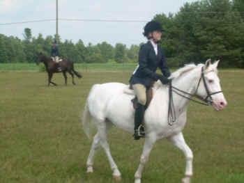 horse for sale