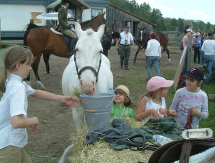 poney for sale
