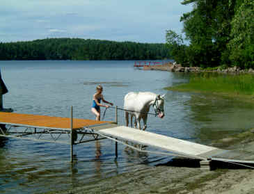 cheval a vendre