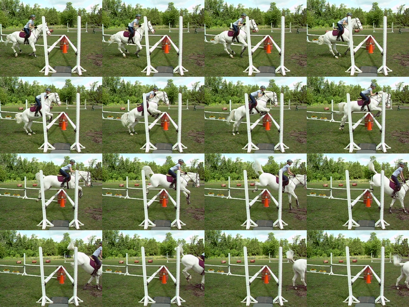 cheval a vendre