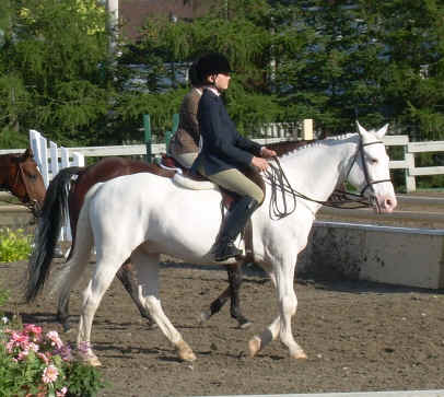 cheval a vendre
