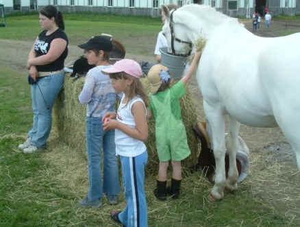 poney for sale