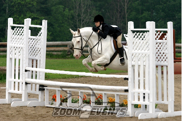 horse for sale