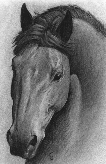Horse Art by Julie gravelle