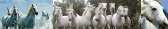 Horses